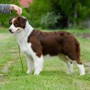 BRAGA Szlachetne FCI