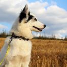 VINTAGE VESPA Sambribert