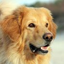 ZIRI Las Księżniczek