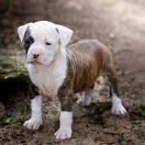 Aliya Guardian of Forest 