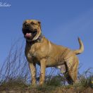 GAME Corde Bellator(FCI) 