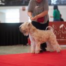 Lulineska ARMSTRONG THE MOON BOY