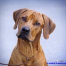 J CHPL,CHPL, Junior Polish Winner'2021 GAMBIT Sangoma