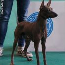 CINNAMON Margarejro FCI