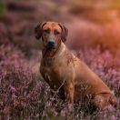 Etia Sirius-Canis Maior