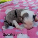 suczka 1