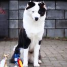 Svobodnaya Staya Zen Zen