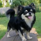 EL PASO z Końskiego Raju FCI