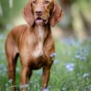 MORAWA z Tałchejów