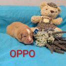 OPPO Shaggy Fluff FCI