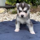 Lucyfer z Bratkowej Ohany