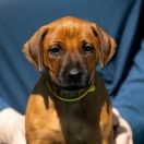 BAAKO ASITA Ginger Ridge 