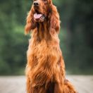 QUENTIN'S BLACK MAMBA Ginger State of Mind