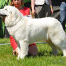 ŹDZIEBKO PANNY KU OWCOM