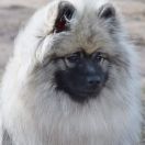 GALADRIELA Mag Force