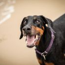 Dura LE Polonia HIGH NOON