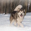 Inno del Lago degli Orsi