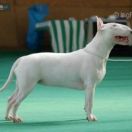 COLOROCO ROCKET GIRL