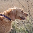 SIRENNE des Landes Aberiennes