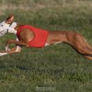 KALAHIRI RJABINA DE BERGERAC 