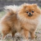  ATRAKCJA z Niedźwiedziej Gawry