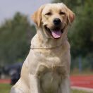 ANNABELLA MIRAFIORE FROM SALT CITY