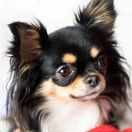 NIKA ze Stromej Góry