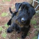 MARKIZA Happy Dog Polonia