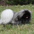 LUXURY SECRET ZEPHYR