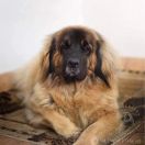 LA LUNA LUPUS FERRATUS (ELSA)