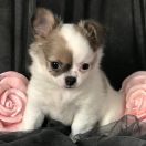 La Millou Tesori di Diamanti 