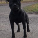 ROCOSO VALENCIA Bitis 