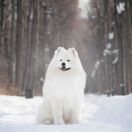 Zlat Imperiya Grand Dog In The World 