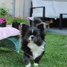 KORONA YUGA ZVEZDA UDACHI