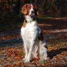 FAME from Silven's Lodge