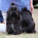 Woman in Black Briliant of Moravia 