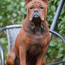 Gratia GOLDEN WARRIOR