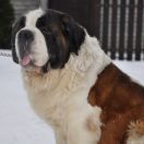 CHEKSA Spod Pajstuna