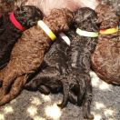 BURANO Pies de Perro (FCI)