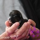 Caruso in Terra Civis 