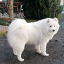 CHOSAGO FCI DAFFI OF FUJI 