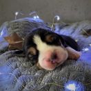 MIDNIGHT SKY Drużyna Uszatych