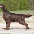 HUNTING LIKE A PRO Optimus Canis