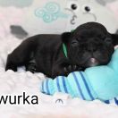 Brawurka Tesori del Mare 