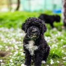 Aussie Welkope CZAS NA POGO