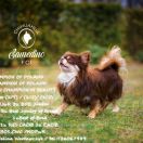 All about chocolate Queen's diamond 