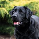 Araukaria Azgard (Aria)