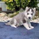 Leon z Bratkowej Ohany