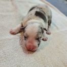 Bąbel Bubusiowo FCI