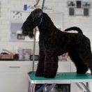 Arterriers The Voice of Opera House